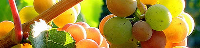 Torraccia di Chiusi - grapes varieties